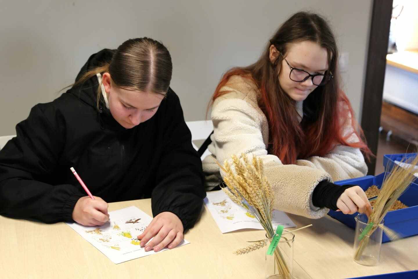 Mērdzenes pamatskolas skolēni iepazīst graudaugu pasauli