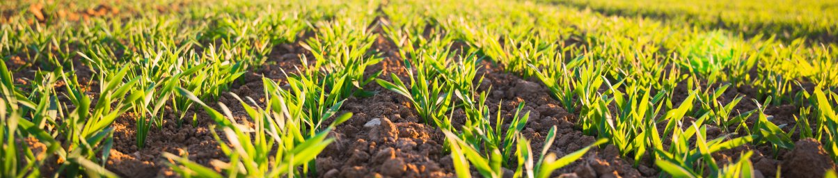 Bioloģiskā lauksaimniecība Bioloģiskā lauksaimniecība