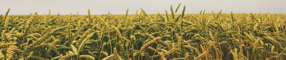 Augkopība Augkopība