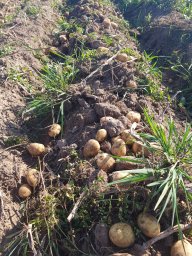 Kartupeļu talka Malnavas koledžā Kartupeļu talka Malnavas koledžā